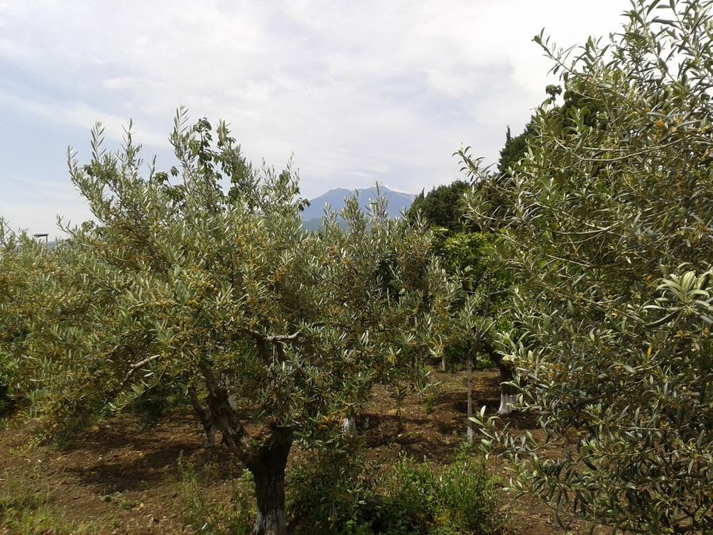 Villa Etna Piedimonte Etneo Εξωτερικό φωτογραφία